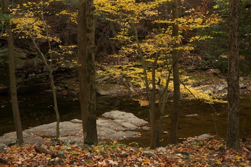 Lockatong Creek Preserve, Hunterdon Land Trust, Hunterdon County, NJ 10 10 (4610SA).jpg